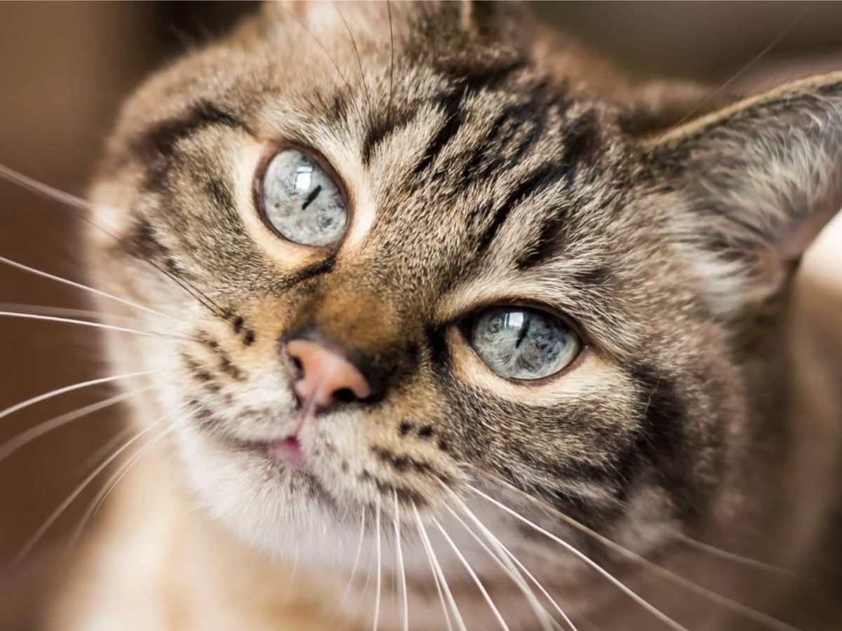 Tabby cat — Petz Park cat supplements