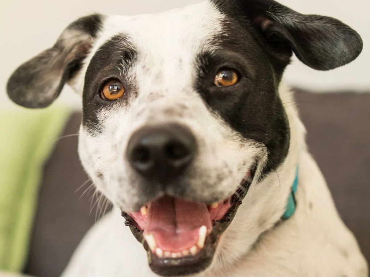 Happy dog — Petz Park dog supplements